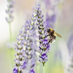 Lavendel, Lilablau Topf-Ø 19 Cm, 2er-Set -Garten Sicht Verkäufe 0319200090 lavendel test 124765