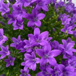 Glockenblume 'Ambella® Purple' Lilablau, Topf-Ø 15 Cm, 3er-Set -Garten Sicht Verkäufe 0319200106 campanula portenschlagiana ambella purple 6 125043