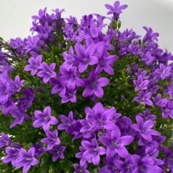 Glockenblume 'Ambella® Purple' Lilablau, Topf-Ø 15 Cm, 3er-Set -Garten Sicht Verkäufe 0319200106 campanula portenschlagiana ambella purple 8 125042