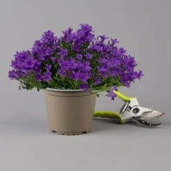 Glockenblume 'Ambella® Purple' Lilablau, Topf-Ø 15 Cm, 3er-Set -Garten Sicht Verkäufe 0319200106 campanula portenschlagiana ambella purple f 126069