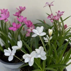 Grasstern, Farbe Zufällig, Topf-Ø 13 Cm, 6er-Set -Garten Sicht Verkäufe 0319200119 rhodohypoxis mix 2 122207