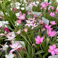 Grasstern, Farbe Zufällig, Topf-Ø 13 Cm, 6er-Set -Garten Sicht Verkäufe 0319200119 rhodohypoxis mix 3 122206