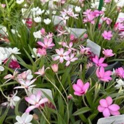 Grasstern, Farbe Zufällig, Topf-Ø 13 Cm, 6er-Set -Garten Sicht Verkäufe 0319200119 rhodohypoxis mix 4 122205
