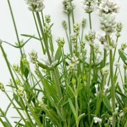 Lavendel 'Alba', Weiß, Topf-Ø 13 Cm, 6er-Set -Garten Sicht Verkäufe 0319200131 0319200198 Lavendel weiss T13 3er 6er 4 125975