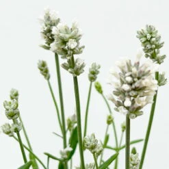 Lavendel 'Alba', Weiß, Topf-Ø 13 Cm, 6er-Set -Garten Sicht Verkäufe 0319200131 0319200198 Lavendel weiss T13 3er 6er 5 125974