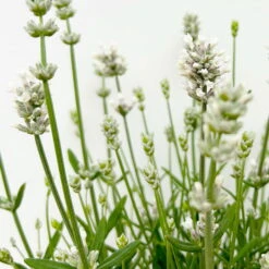 Lavendel 'Alba', Weiß, Topf-Ø 13 Cm, 6er-Set -Garten Sicht Verkäufe 0319200131 0319200198 Lavendel weiss T13 3er 6er 6 125973