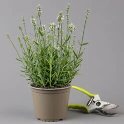 Lavendel 'Alba', Weiß, Topf-Ø 13 Cm, 6er-Set -Garten Sicht Verkäufe 0319200131 0319200198 Lavendel weiss T13 3er 6er f 126070