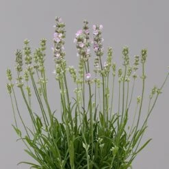 Lavendel Rosa, Topf-Ø 13 Cm, 6er-Set -Garten Sicht Verkäufe 0319200157 0319200158 lavandula angustifolia rosa 1 124070 1