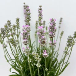 Lavendel Rosa, Topf-Ø 13 Cm, 3er-Set -Garten Sicht Verkäufe 0319200157 0319200158 lavandula angustifolia rosa 7 123847