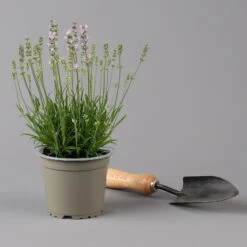 Lavendel Rosa, Topf-Ø 13 Cm, 6er-Set -Garten Sicht Verkäufe 0319200157 0319200158 lavandula angustifolia rosa 124069 1