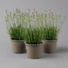Lavendel Rosa, Topf-Ø 13 Cm, 3er-Set