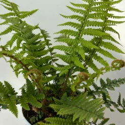Goldschuppenfarn, Topf-Ø 17 Cm, 2er-Set -Garten Sicht Verkäufe 0319200159 dryopteris affinis 10 125046