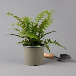 Goldschuppenfarn, Topf-Ø 17 Cm, 2er-Set -Garten Sicht Verkäufe 0319200159 dryopteris affinis f 126005
