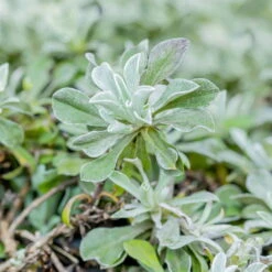 Katzenpfötchen, Rot, Topf-Ø 13 Cm, 6er-Set -Garten Sicht Verkäufe 0319200172 Antennaria dioica T13 rot 6er Set 1 126569