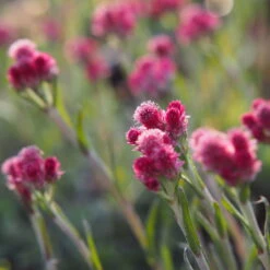 Katzenpfötchen, Rot, Topf-Ø 13 Cm, 6er-Set -Garten Sicht Verkäufe 0319200172 Antennaria dioica T13 rot 6er Set 4 126572