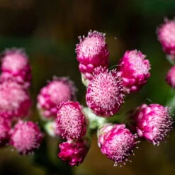 Katzenpfötchen, Rot, Topf-Ø 13 Cm, 6er-Set -Garten Sicht Verkäufe 0319200172 Antennaria dioica T13 rot 6er Set 5 126571