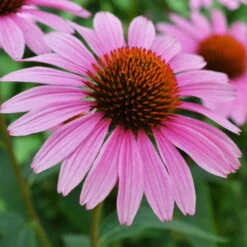 Purpursonnenhut 'PowWow® Wild Berry', Purpurrosa, Topf-Ø 13 Cm -Garten Sicht Verkäufe 0319200194 Echinacea purp Wild Berry T13 purpurrosa 3erSet 2 126327