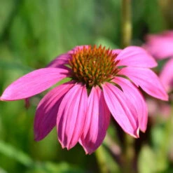 Purpursonnenhut 'PowWow® Wild Berry', Purpurrosa, Topf-Ø 13 Cm -Garten Sicht Verkäufe 0319200194 Echinacea purp Wild Berry T13 purpurrosa 3erSet 4 126330