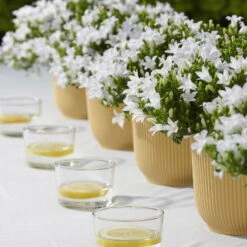 Polsterglockenblume 'Ambella® White' Weiß, Topf-Ø 15 Cm, 3er-Set -Garten Sicht Verkäufe 0319200205 Campanula portenschl Ambella White weiss T15 3er Set 2 126560