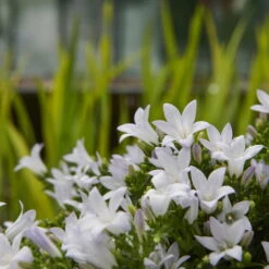 Polsterglockenblume 'Ambella® White' Weiß, Topf-Ø 15 Cm, 3er-Set -Garten Sicht Verkäufe 0319200205 Campanula portenschl Ambella White weiss T15 3er Set 3 126559