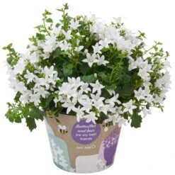 Polsterglockenblume 'Ambella® White' Weiß, Topf-Ø 15 Cm, 3er-Set -Garten Sicht Verkäufe 0319200205 Campanula portenschl Ambella White weiss T15 3er Set 4 126557