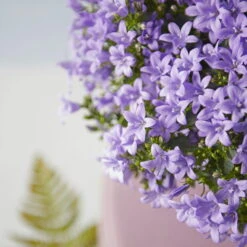 Glockenblume 'Ambella® Lavender' Hellviolett, Topf-Ø 15 Cm, 3er-Set -Garten Sicht Verkäufe 0319200206 Campanula portenschl Ambella Lavender hellviolett T15 3er Set 15 126553
