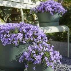 Glockenblume 'Ambella® Lavender' Hellviolett, Topf-Ø 15 Cm, 3er-Set
