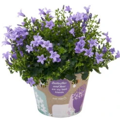 Glockenblume 'Ambella® Lavender' Hellviolett, Topf-Ø 15 Cm, 3er-Set -Garten Sicht Verkäufe 0319200206 Campanula portenschl Ambella Lavender hellviolett T15 3er Set 18 126554