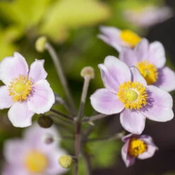 Herbst-Anemone Rosa, 3 Liter Topf -Garten Sicht Verkäufe 0320104255 Anemone japonica 3 ltrCont rosa 1 126783