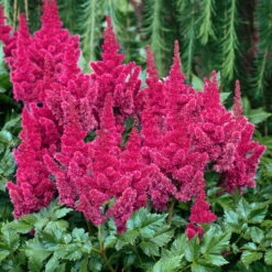 Prachtspiere 'Vision'®, Farbe Nach Verfügbarkeit, Topf-Ø 19 Cm -Garten Sicht Verkäufe 0320105811 Astilbe chin Vision Mix 1 111763