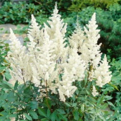Prachtspiere 'Vision'®, Farbe Nach Verfügbarkeit, Topf-Ø 19 Cm -Garten Sicht Verkäufe 0320105811 Astilbe chin Vision Mix 2 111761