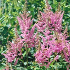 Prachtspiere 'Vision'®, Farbe Nach Verfügbarkeit, Topf-Ø 19 Cm -Garten Sicht Verkäufe 0320105811 Astilbe chin Vision Mix 3 111762