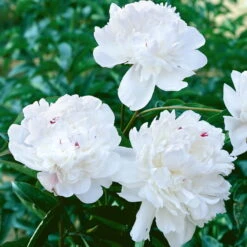 Kölle's Beste Pfingstrose 'Festiva Maxima' Weiß, 3 Liter Topf