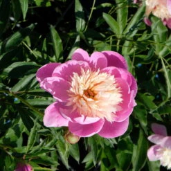 Kölle's Beste Edel-Pfingstrose 'Bowl Of Beauty' Rosa-weiß, 3 Liter Topf -Garten Sicht Verkäufe 0320106036 Paeonia lac Bowl of Beauty 10 112354