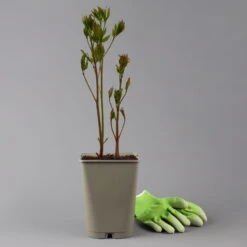 Kölle's Beste Edel-Pfingstrose 'Bowl Of Beauty' Rosa-weiß, 3 Liter Topf -Garten Sicht Verkäufe 0320106036 paeonia bowl beauty 123857