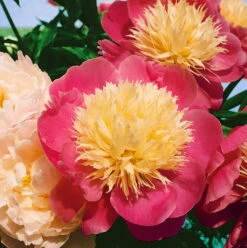 Kölle's Beste Edel-Pfingstrose 'Bowl Of Beauty' Rosa-weiß, 3 Liter Topf -Garten Sicht Verkäufe 0320106036 Paeonia lac. Bowl of Beauty K.B. 3 ltr. Cont. rosa wei e Mitte 30596