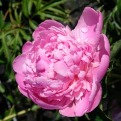 Kölle's Beste Pfingstrose 'Monsieur Jules Elie' Violettrosa, 3 Liter Topf -Garten Sicht Verkäufe 0320106404 Paeonia lact Monsieur Jules Elie Cont violettrosa gefuellt 4 112356