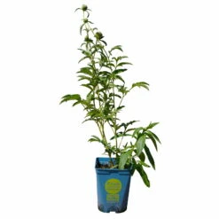 Kölle's Beste Pfingstrose 'Monsieur Jules Elie' Violettrosa, 3 Liter Topf -Garten Sicht Verkäufe 0320106404 Paeonia lact Monsieur Jules Elie Cont violettrosa gefuellt 5 112358