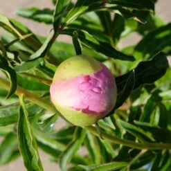 Kölle's Beste Pfingstrose 'Monsieur Jules Elie' Violettrosa, 3 Liter Topf -Garten Sicht Verkäufe 0320106404 Paeonia lact Monsieur Jules Elie Cont violettrosa gefuellt 6 112359