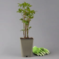 Kölle's Beste Edel-Pfingstrose, Paeonia 'Krinkled White', Weiß, Topf 19 Cm -Garten Sicht Verkäufe 0320106567 paeonia krnikled white 123861