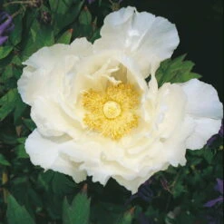 Kölle's Beste Edel-Pfingstrose, Paeonia 'Krinkled White', Weiß, Topf 19 Cm -Garten Sicht Verkäufe 0320106567 Paeonia lactiflora Krinkled White 75693