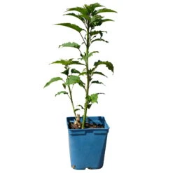 Staudenhibiskus 'My Valentine' Rot, Topf 5 Liter -Garten Sicht Verkäufe 0320106791 Hibiscus mosch My Valentine rot 1 112004