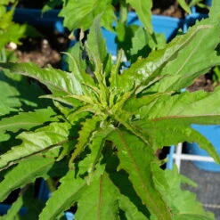 Staudenhibiskus 'My Valentine' Rot, Topf 5 Liter -Garten Sicht Verkäufe 0320106791 Hibiscus mosch My Valentine rot 4 112001