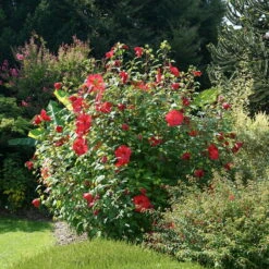 Staudenhibiskus 'My Valentine' Rot, Topf 5 Liter -Garten Sicht Verkäufe 0320106791 Hibiscus My Valentine rot 1 1 112323