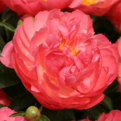 Pfingstrose 'Coral Sunset' Korallrosa-hellgelb, Topf 3 Liter -Garten Sicht Verkäufe 0320106809 Paeonia lactiflora Coral Suset korallrosa hellgelb 105911