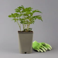 Pfingstrose 'Coral Sunset' Korallrosa-hellgelb, Topf 3 Liter -Garten Sicht Verkäufe 0320106809 paeonia coral sunset 1 123872