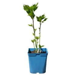 Staudenhibiskus 'Candy Crush' Dunkelrosa, Topf 5 Liter -Garten Sicht Verkäufe 0320106812 Hibiscus mosch Candy Crush dunkelrosa 1 112005