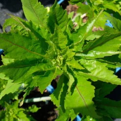 Staudenhibiskus 'Candy Crush' Dunkelrosa, Topf 5 Liter -Garten Sicht Verkäufe 0320106812 Hibiscus mosch Candy Crush dunkelrosa 4 112002