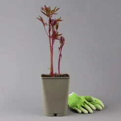 Pfingstrose 'Kansas' Purpurrot, Topf 3 Liter -Garten Sicht Verkäufe 0320106983 paeonia kansas 1 123873