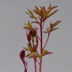 Pfingstrose 'Kansas' Purpurrot, Topf 3 Liter -Garten Sicht Verkäufe 0320106983 paeonia kansas 123874